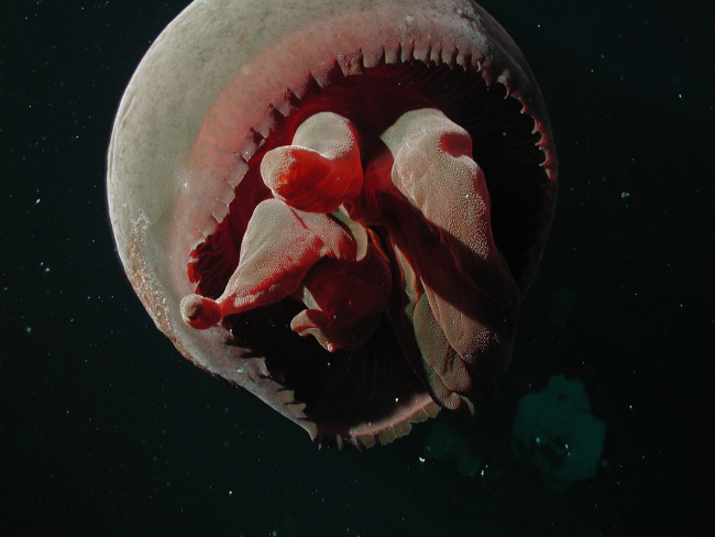 Jellyfish (Tiburonia granrojo) - a new species described by MBARI and JAMSTECresearchers