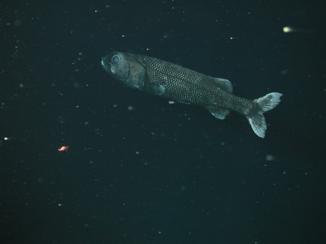 California slickhead (Alepocephalus tenebrosus) at 1551 meters depth