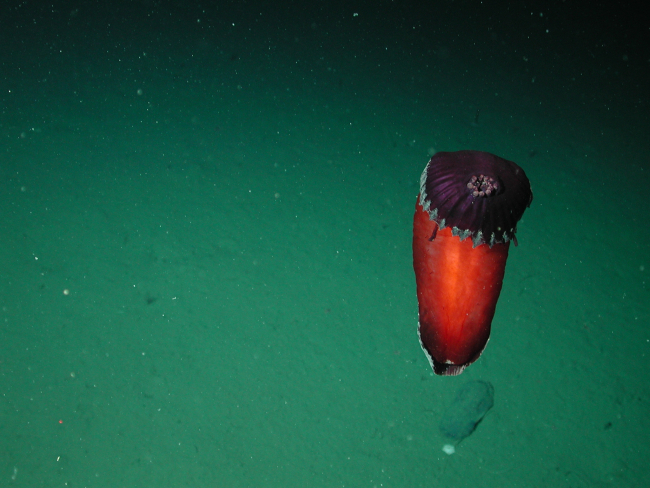 A red flat Spanish dancer sea cucumber (Benthodytes sp