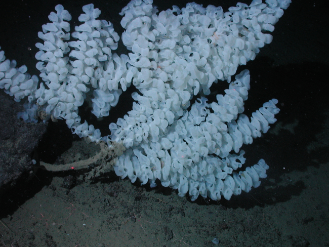 Stalked white ruffled sponge at 2564 meters water depth