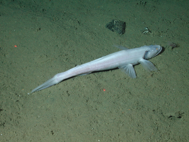 Bathysaur or highfin lizardfish (Bathysaurus mollis) at 1793 meters water depth