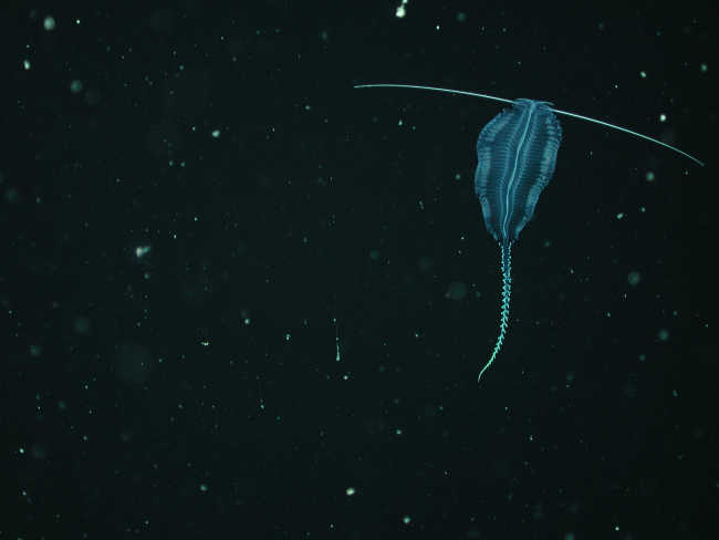 Tomopterid worm (Family Tomopteridae) swimming above Davidson Seamountat 389 meters water depth