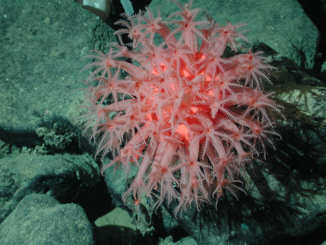 Mushroom coral