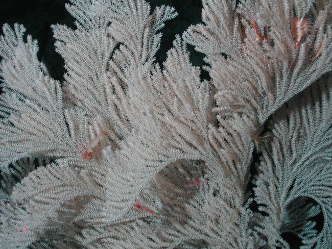 Close-up of big white coral (Family Primnoidae) and shrimp at 1570 meters waterdepth