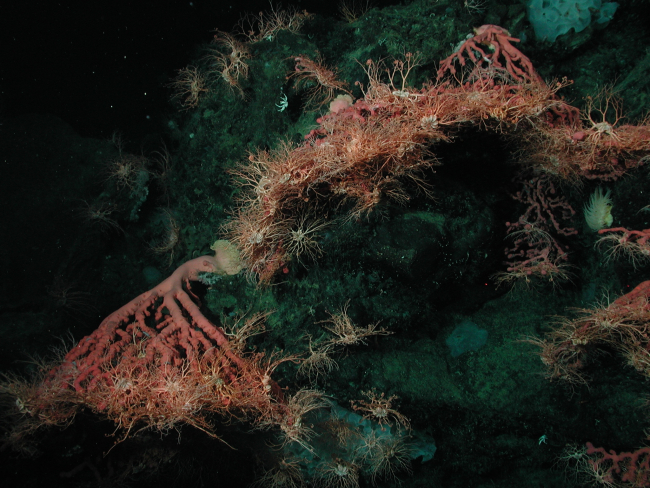 Bubblegum coral (Paragorgia arborea) with numerous basket starfish