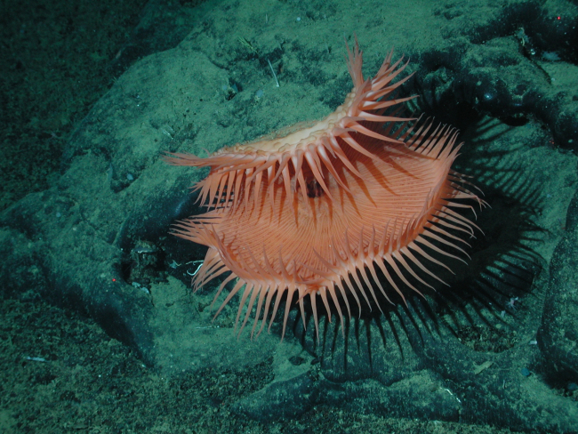 An unidentified cnidarian that resembles a Venus flytrap from the familyHormathiidae