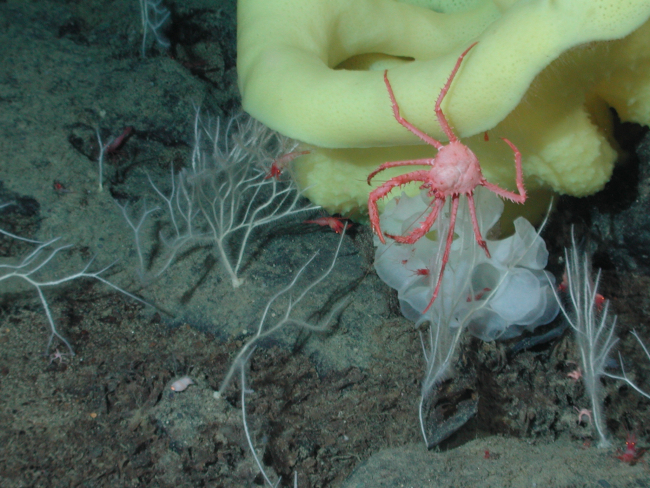 Red vermillion crab (Paralomis verrilli) dangling off a yellow picasso sponge(Staurocalyptus sp