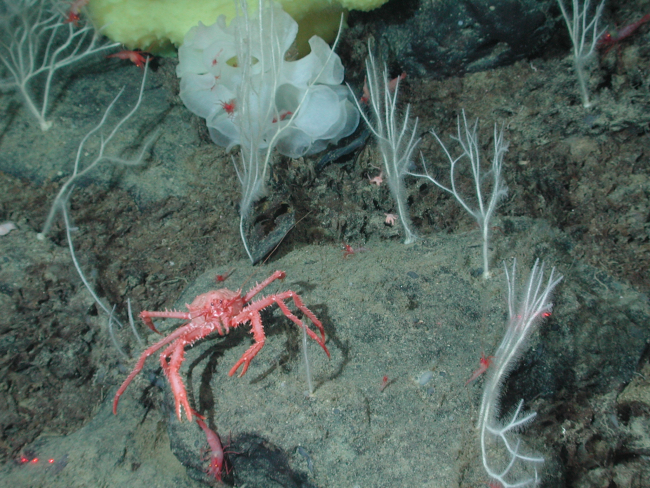 Red vermillion crab (Paralomis verrilli) at 1360 meters water depth