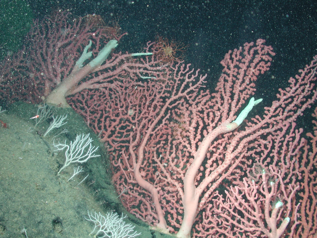 Bubblegum coral (Paragorgia arborea)