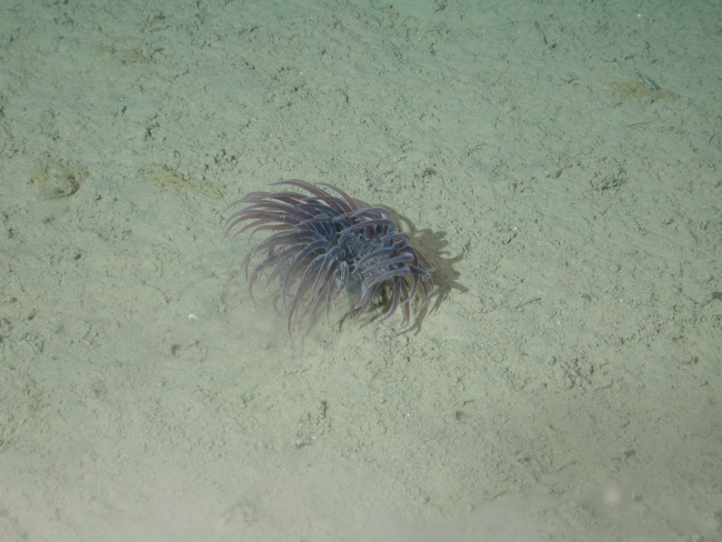 Cerianthid burrowing anemone at 3254 meters water depth