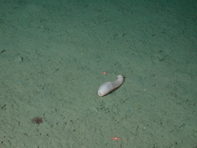 White sea cucumber (Abyssocucumis abyssorum) at 3250 meters water depth