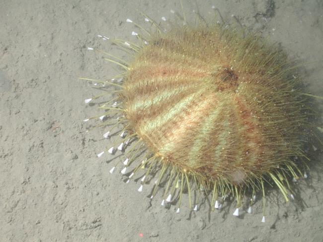 Gold sea urchin (Tromikosoma sp