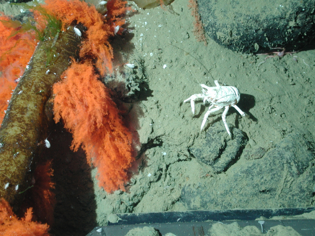 Squat lobster (Munidopsis sp