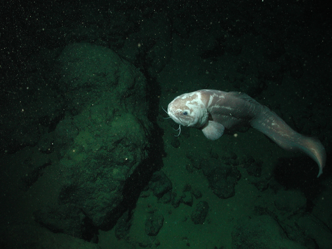 Giant cusk eel (Spectrunculus grandis); approximately 60 cm total length; at2677 meters depth