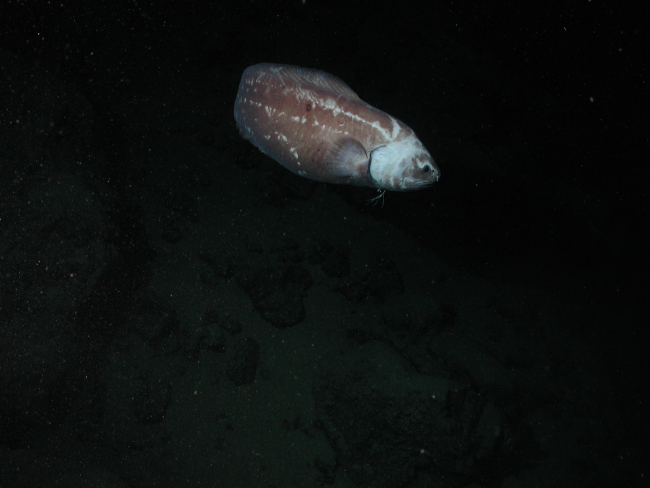 Giant cusk eel (Spectrunculus grandis); approximately 60 cm total length; at2677 meters depth