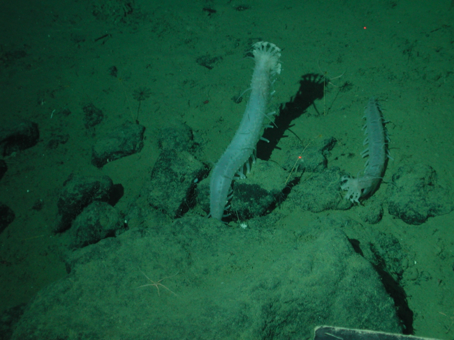Sea cucumbers (Laetmogone violacea) at 2612 meters water depth