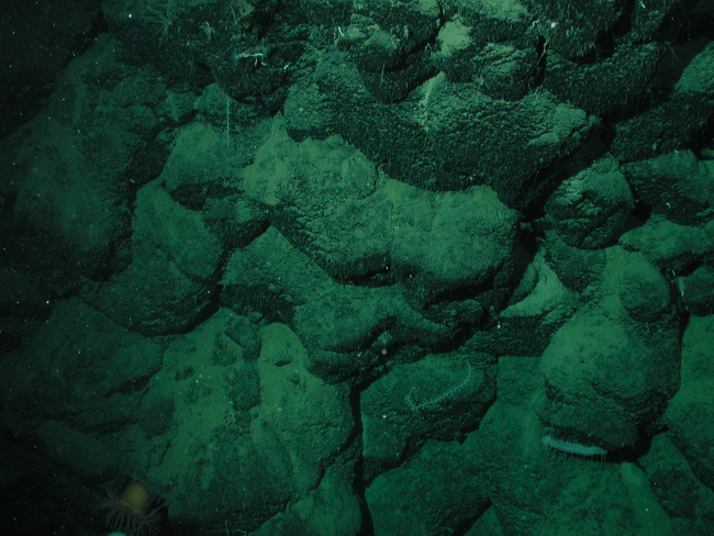 Pillow lavas on Davidson Seamount