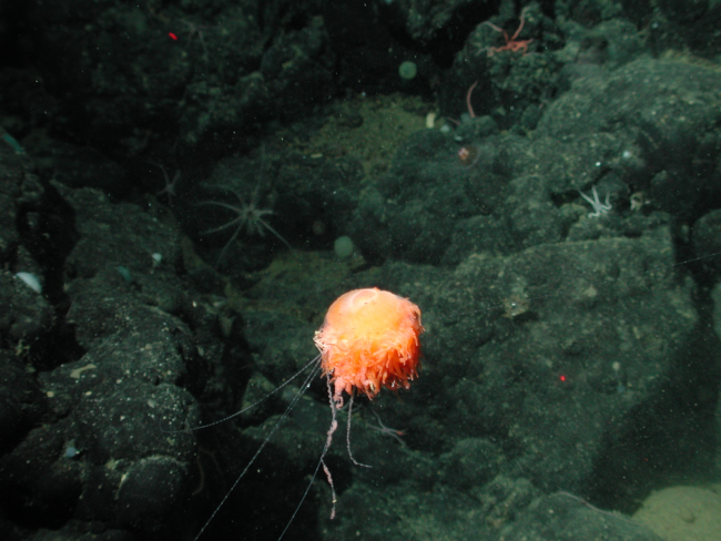 Benthic siphonophore (Dromalia alexandri) at 1850 meters water depth