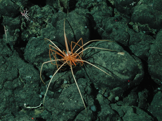 Sea spiders (pycnogonids) were found on the slope and base habitats ofDavidson Seamount