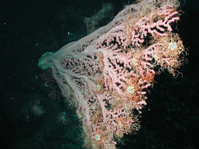 Bubblegum coral (Paragorgia arborea) with basket stars (Gorgonocephalus eucnemis)
