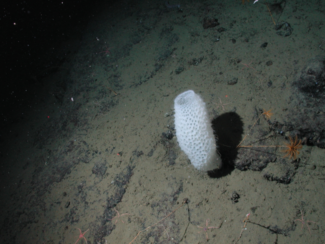 White vase sponge (Class Hexactinellida) at 2572 meters water depth
