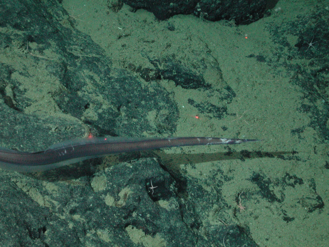 Witch eel (Venefica tentaculata) at 1854 meters water depth