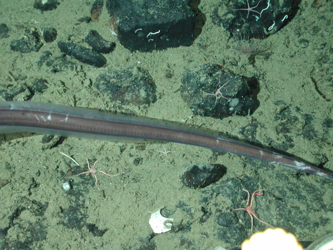 Witch eel (Venefica tentaculata) at 1854 meters water depth