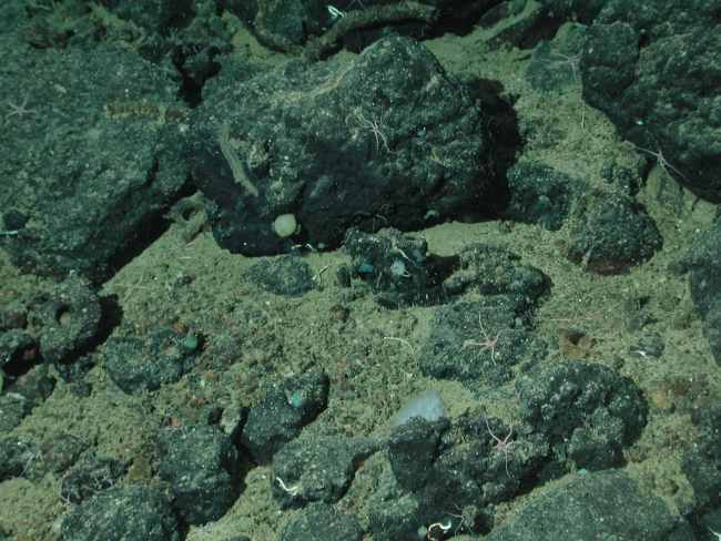 Brittle stars and other marine life on basalt boulders