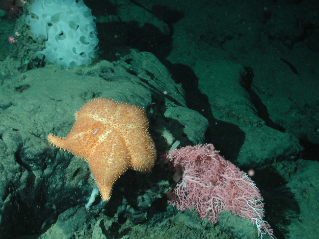 Thorny sea star (Hippasteria californica); small pink coral (Corallium sp