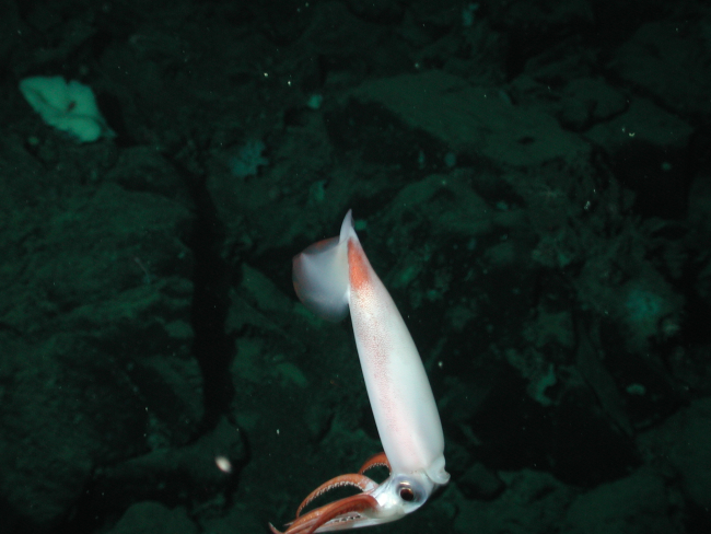 Clawed armhook squid (Gonatus onyx) at 1328 meters
