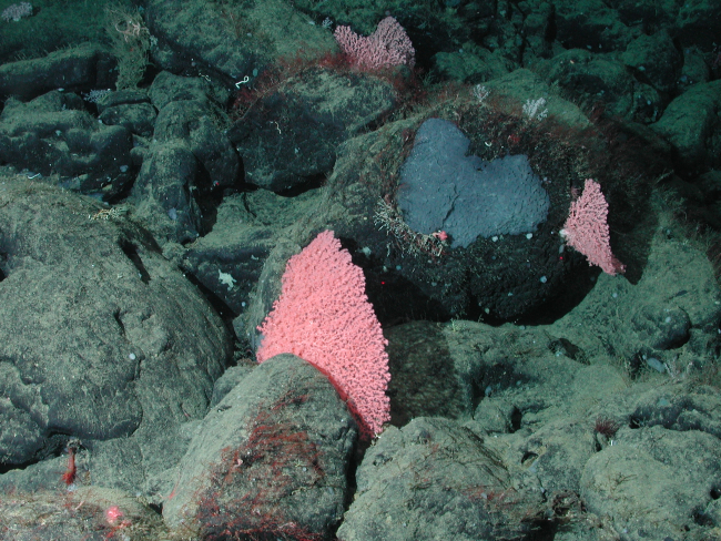 Bubblegum coral and large black sponge