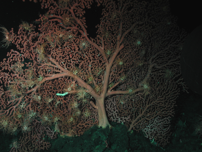 Bubblegum coral (Paragorgia arborea) with basket starfish