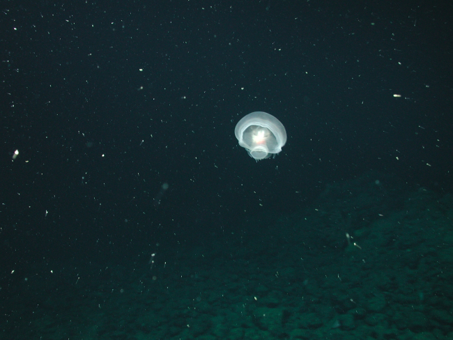 Mollusk (Order Nudibranchia) swimming on the flank of Davidson Seamount at1498 meters