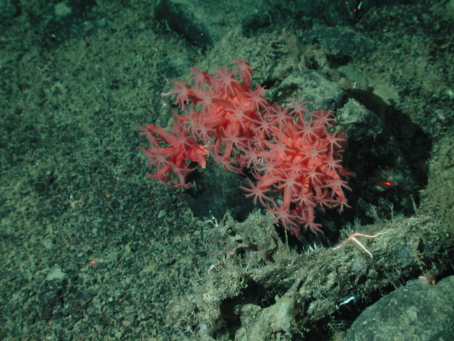 Mushroom soft coral (Anthomastus sp