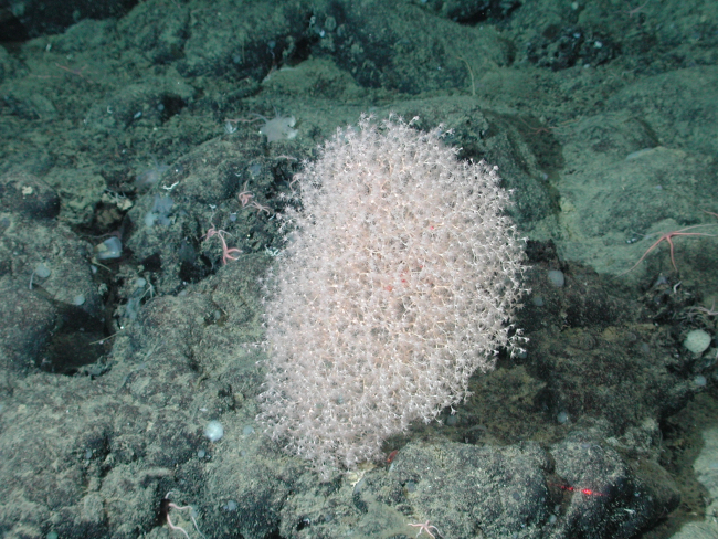 Glassy coral (Chrysogorgia sp
