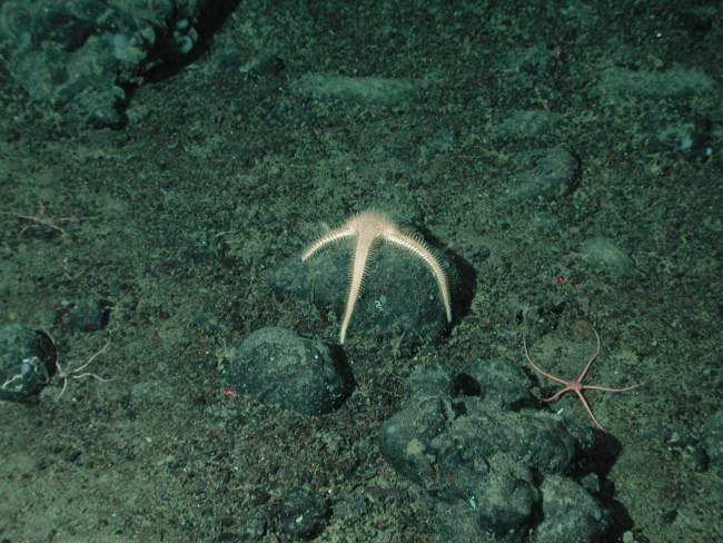 Prickly sea star (Benthopecten sp