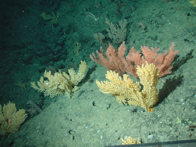 Gold coral (Acanthogorgia) and bottle-bushy coral(unidentified black coral) on the Davidson Seamount at 1957 meters depth