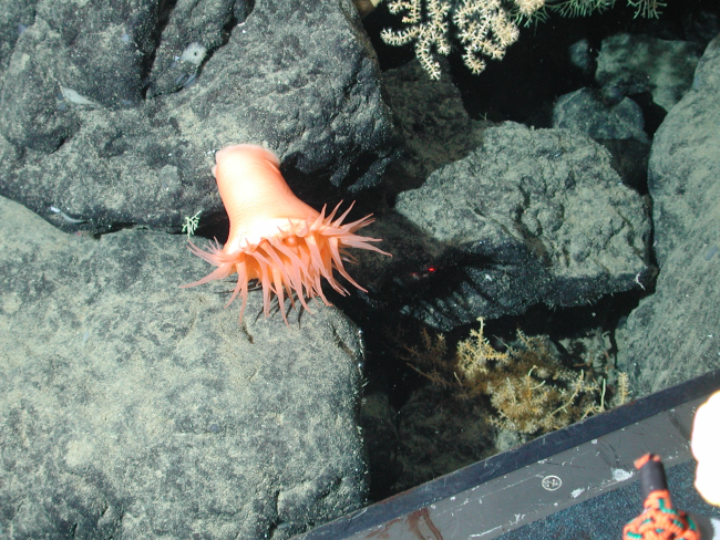Orange anemone (Actinostola sp