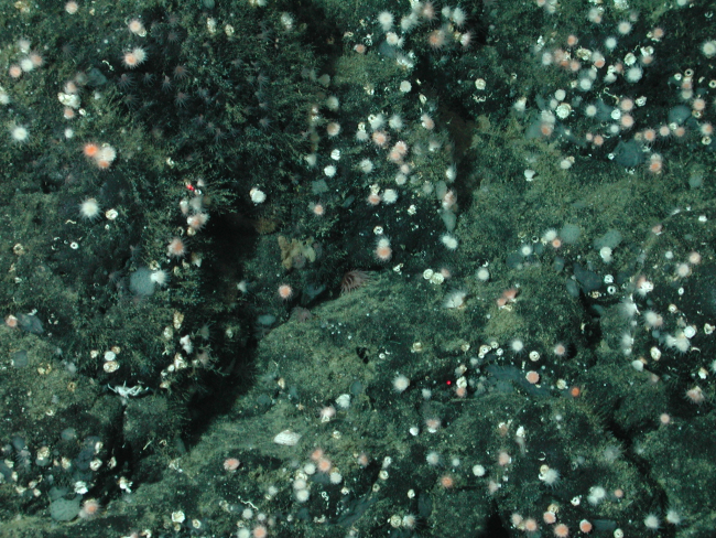 Stony corals (Order Scleractinia) at 1950 meters water depth