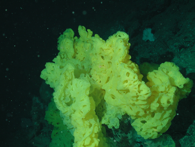 Yellow ruffle sponge at 1930 meters depth