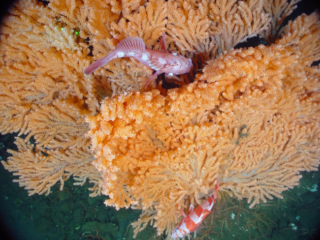 Rockfish nestled in the branches of a gorgonian soft coral, tentatively identified as a Primnoa sp