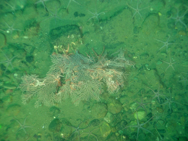 Soft coral with brittle stars