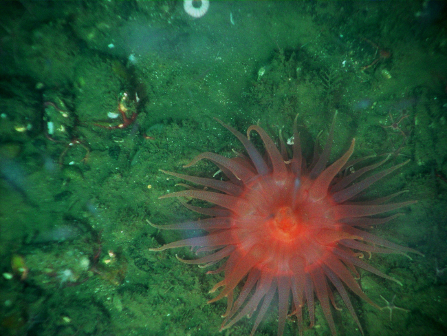 Sea anemone on continental slope