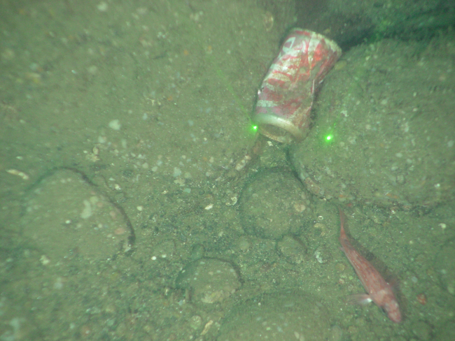 Marine debris - a soft drink can on the seafloor