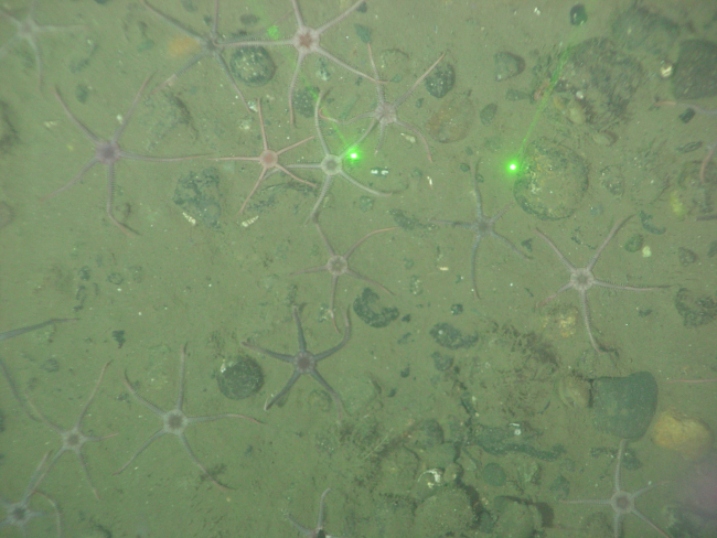 The brittle stars, Ophiura sarsi, often carpet the seafloor of theOlympic Coast National Marine Sanctuary