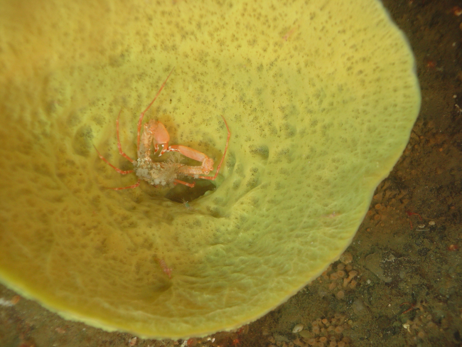 Crab and small green shrimp living in a yellow vase sponge