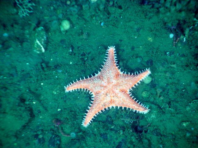 Spiny Red Sea Star (Hippasteria spinosa)