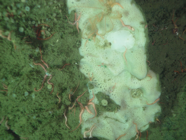 Sponge and brittle stars on continental slope