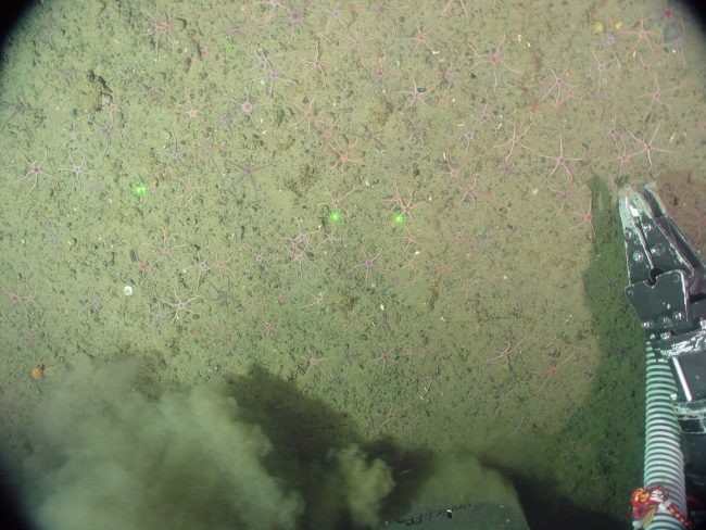 Brittle stars covering section of continental slope