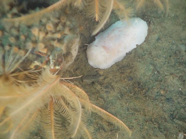 White nudibranch and crinoids